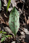 White troutlily <BR>White fawnlily